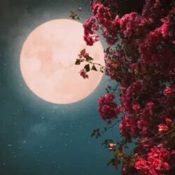 Pink moon april 2024